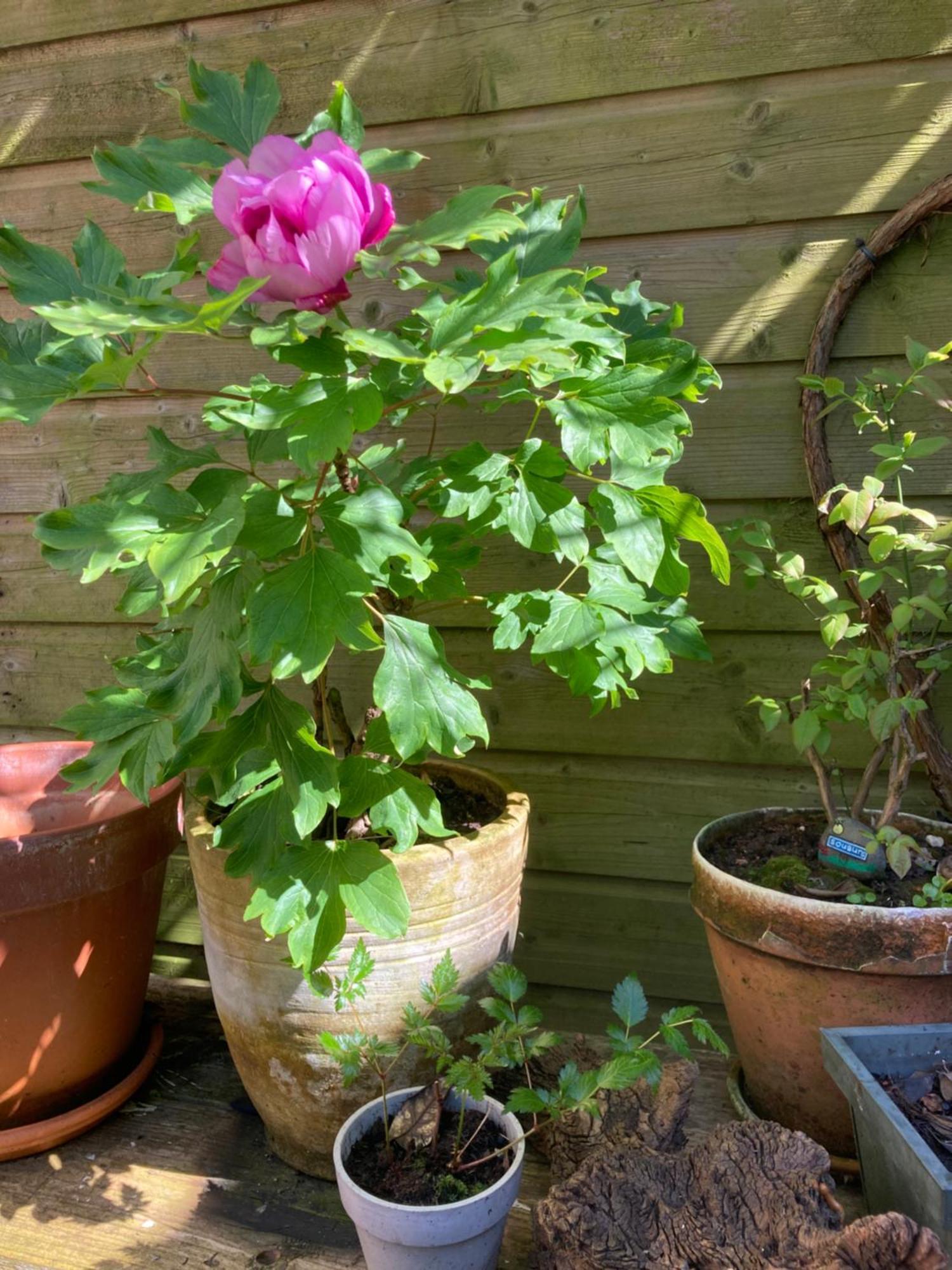 Deborah's Hiding Place *